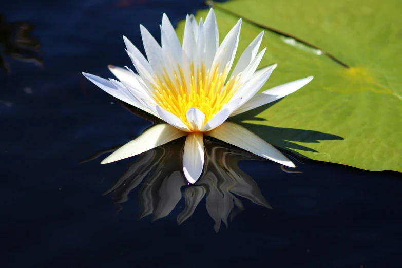 a white water lily floating on top of a pond, by Jan Rustem, pixabay contest winner, hurufiyya, avatar image, reflective skin, bright sunny day, snapchat photo