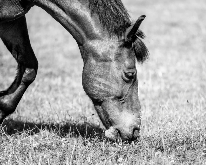 a black and white photo of a horse eating grass, a black and white photo, art photography, fine art print, closeup 4k, calf, mule