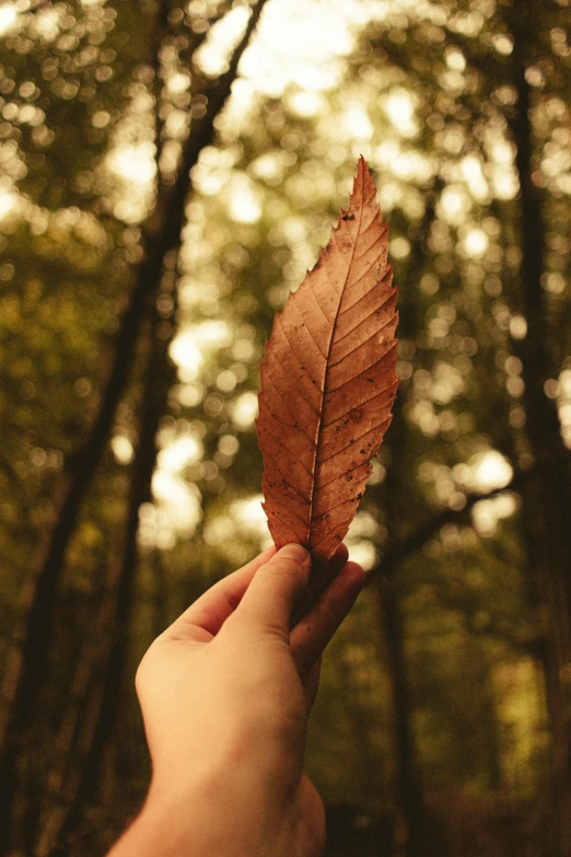 a person holding a leaf in a forest, an album cover, inspired by Elsa Bleda, pexels contest winner, symbolism, brown, sustainable materials, feather, smooth light