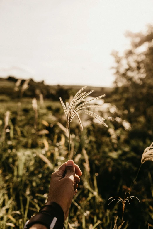 a person holding a plant in a field, pexels contest winner, tall grass, with backdrop of natural light, serene field setting, instagram photo
