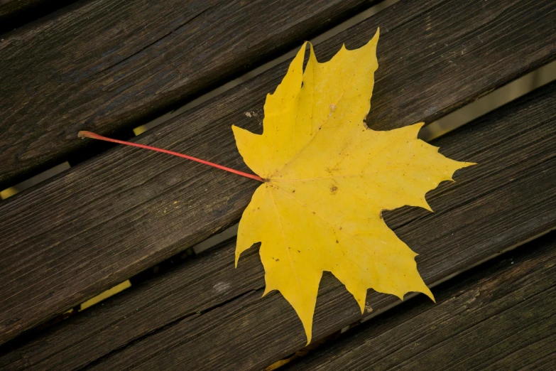 a yellow leaf sitting on top of a wooden bench, profile image