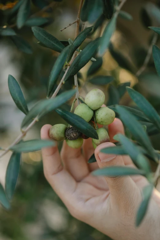 a person holding a bunch of green olives, inspired by Ceferí Olivé, trending on unsplash, renaissance, in a mediterranean lanscape, manuka, video, high quality image”