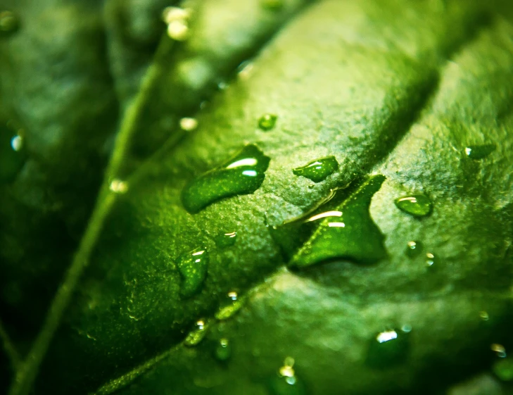 a close up of a leaf with water droplets on it, a macro photograph, by Adam Marczyński, pexels, renaissance, lettuce, high detailed illustration, mint, made of liquid