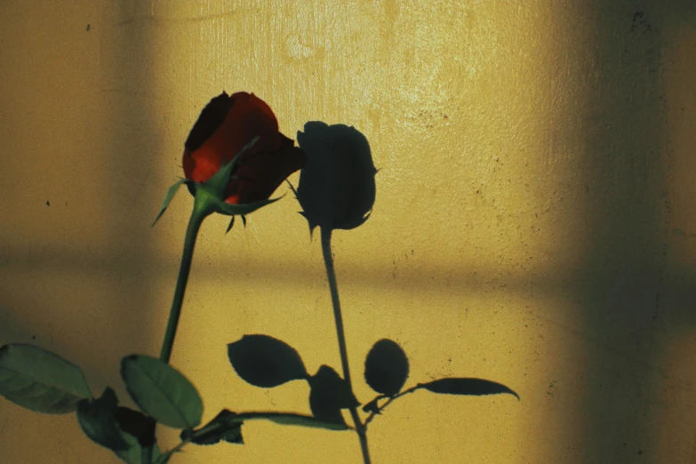 a single red rose sitting in front of a window, inspired by Elsa Bleda, pexels contest winner, on a yellow canva, silhoutte, facing each other, shades of aerochrome gold