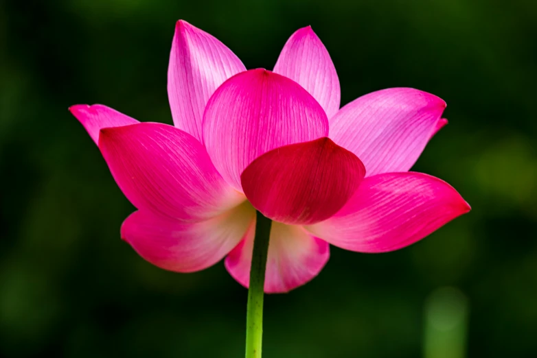 a close up of a pink flower on a stem, standing gracefully upon a lotus, striking colour, high quality product image”, ready to eat