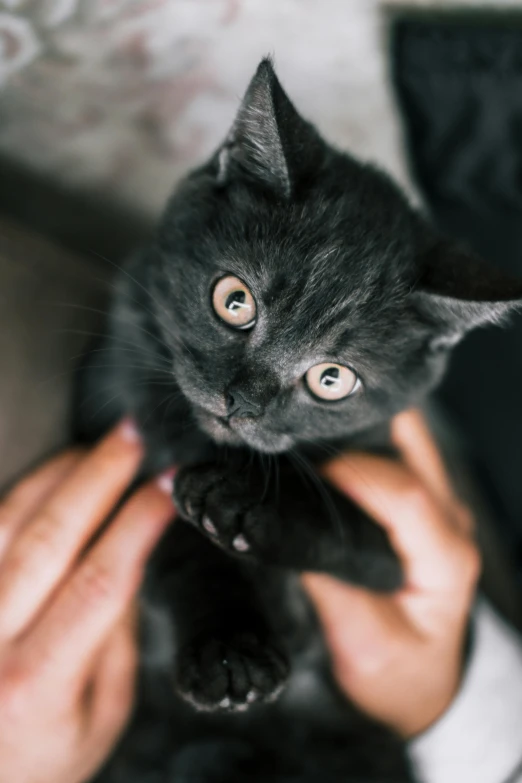 a close up of a person holding a black cat, by Julia Pishtar, trending on unsplash, renaissance, kitten puppy teddy mix, surprised, grey, extra fleshy hands