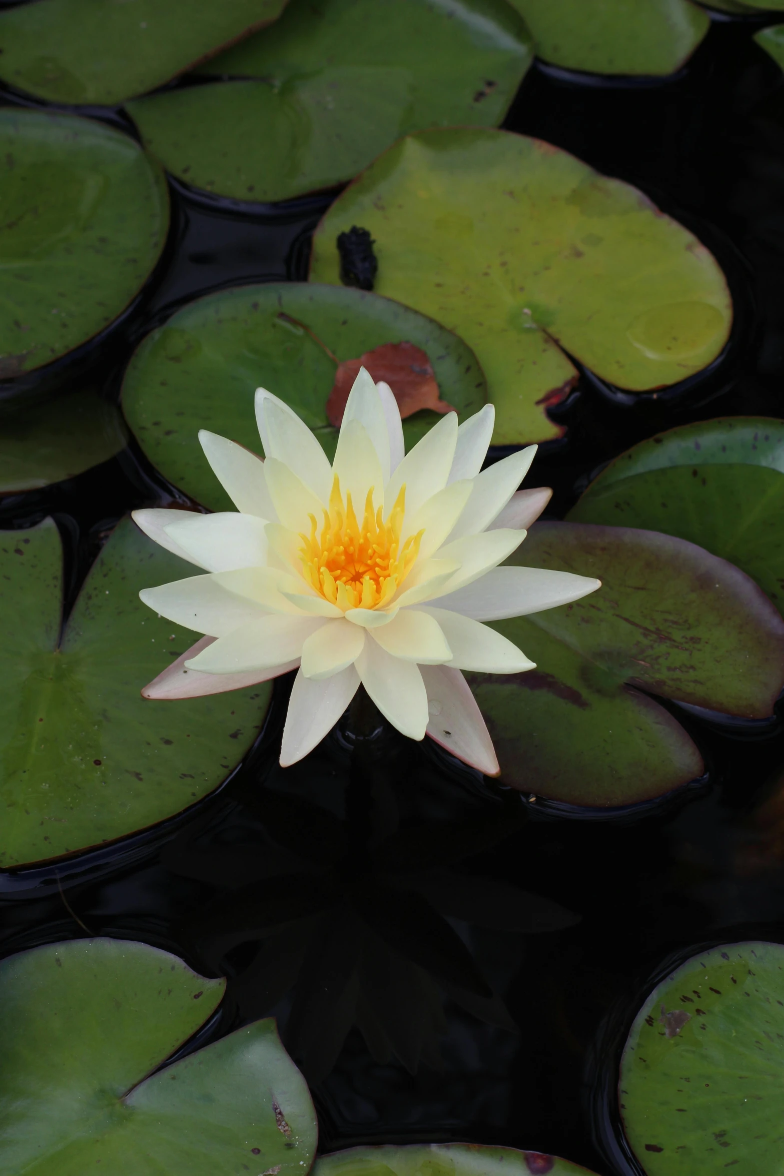 a white water lily in a pond of lily pads, unsplash, color photograph, aged 2 5, full frame image, yellow