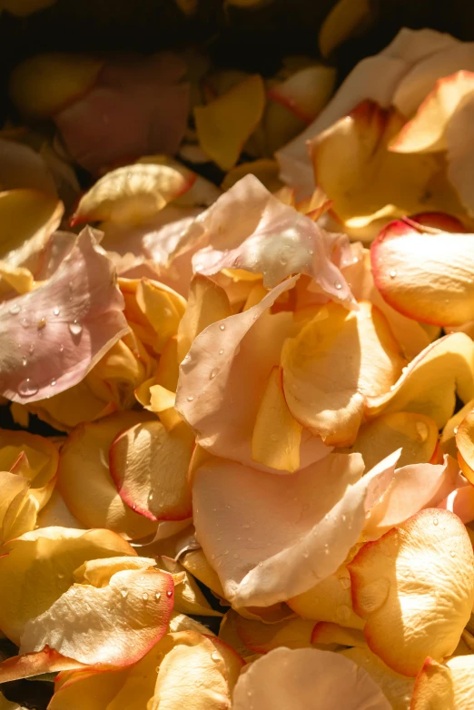 a close up of a bowl of rose petals, an album cover, inspired by Li Di, glorious sunlight, peach, chips, shimmering