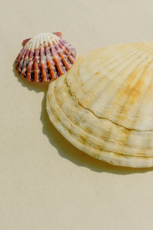 a couple of shells sitting on top of a white surface, slide show, light tan, multicolored, coastal