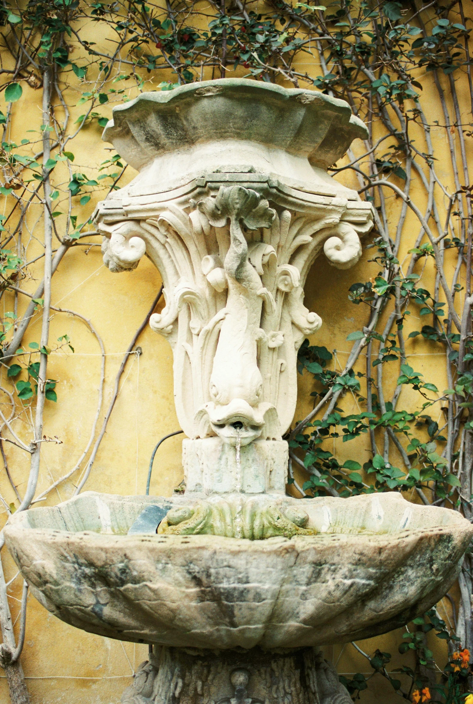 a stone fountain in front of a yellow wall, renaissance, overgrown with lush vines, up close, swirling, no cropping