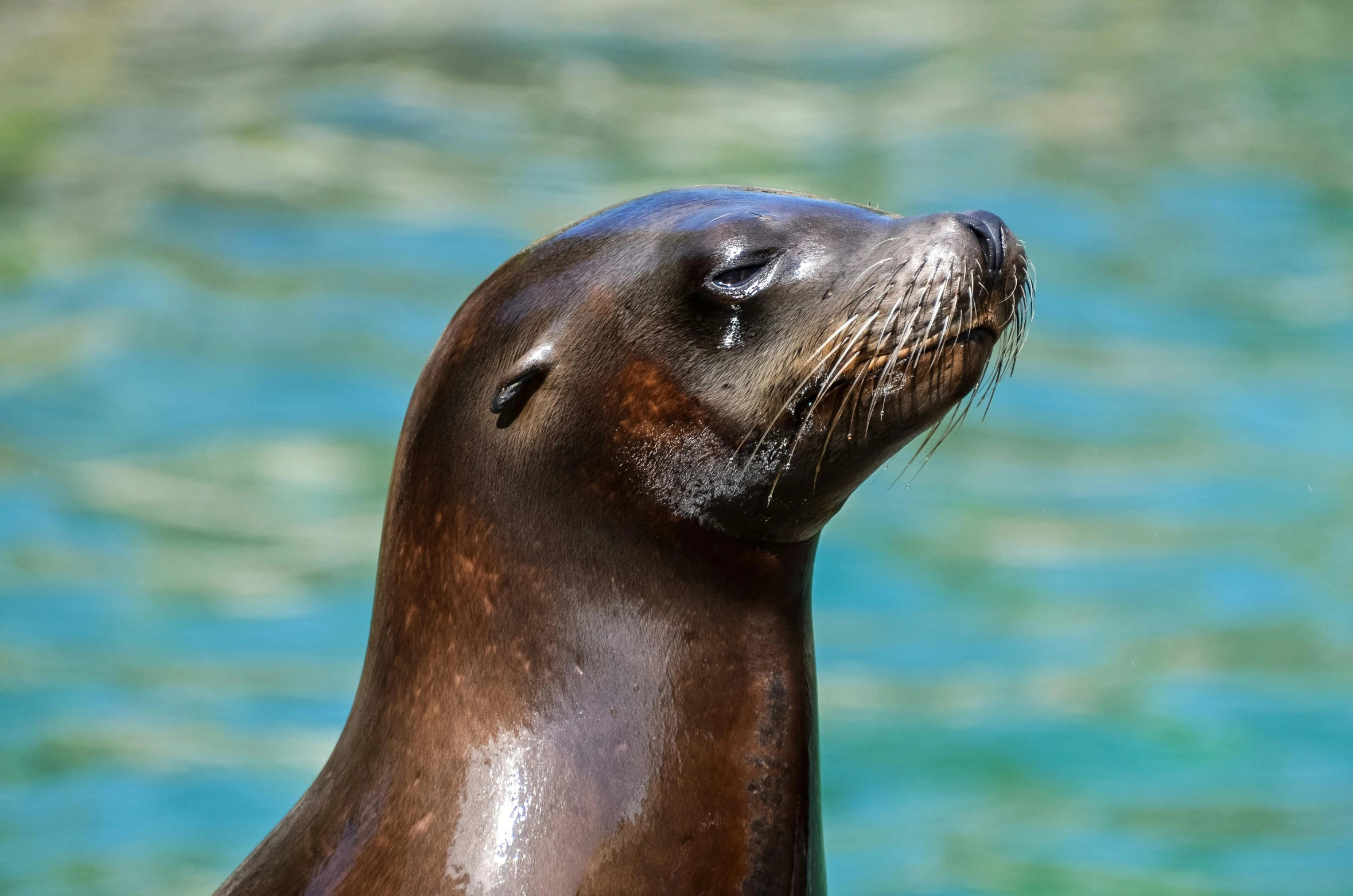 a close up of a sea lion near a body of water, standing next to water