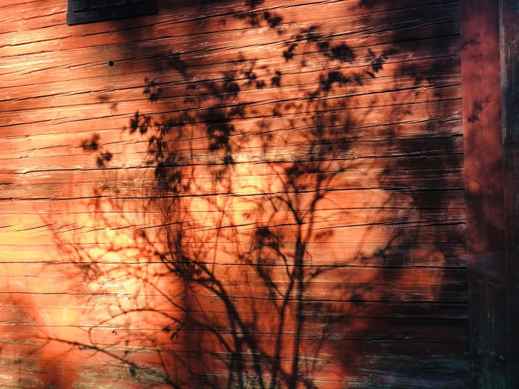 a shadow of a tree on the side of a building, a picture, by Jan Rustem, graffiti, dramatic reddish light, wood, shot on kodak vision 200t, video still