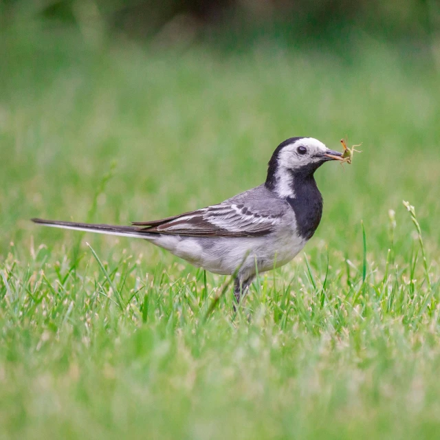 a small bird standing on top of a lush green field, eating outside, shiny silver, including a long tail, magpie