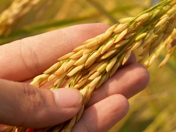 a person holding a stalk of rice in their hand, up-close, sustainable materials, thumbnail, unbeatable quality