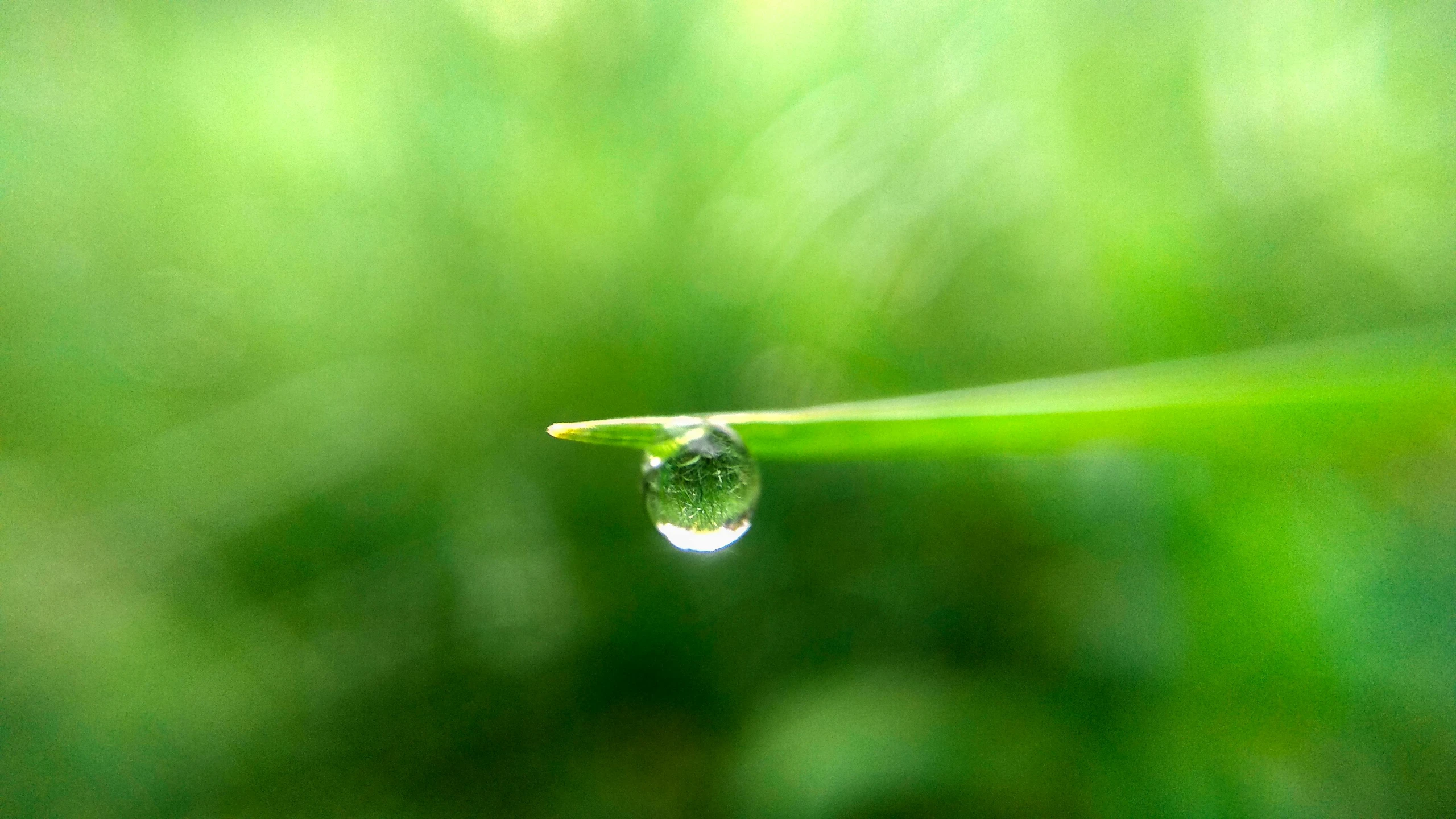 a drop of water sitting on top of a blade of grass