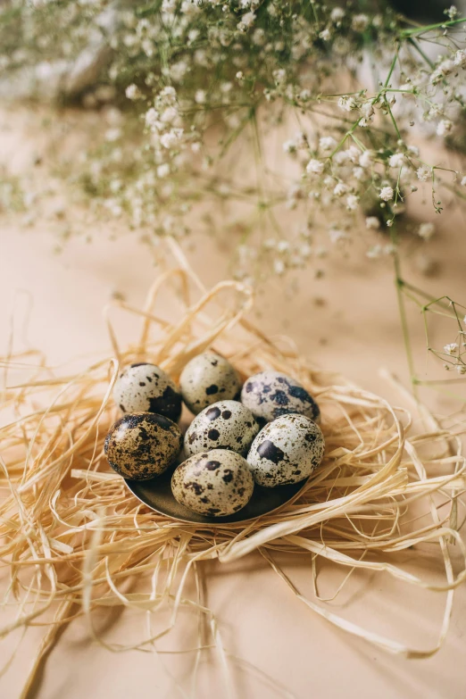 a bird's nest with quails and baby's breath, unsplash, baroque, polka dot, farming, dragon eggs, indoor setting