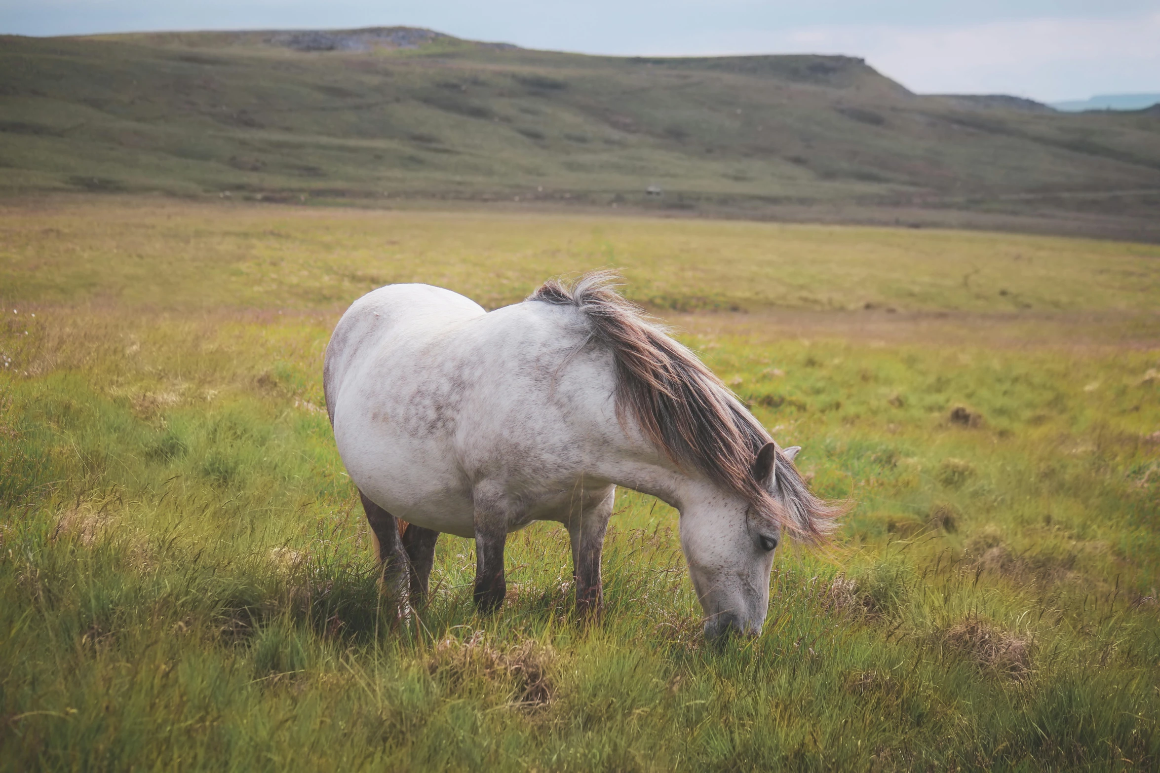 a white horse standing on top of a lush green field, unkept hair, highlands, as well as scratches, on a canva