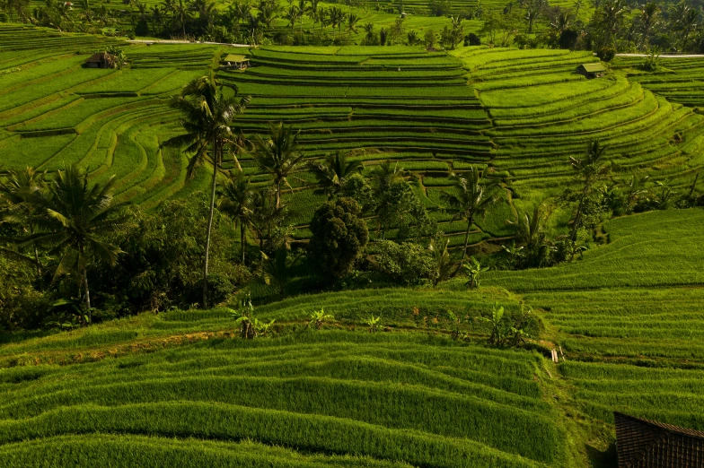 a group of people standing on top of a lush green hillside, by Jan Rustem, pexels, sumatraism, rice paddies, late afternoon sun, an abstract tropical landscape, highly ornate