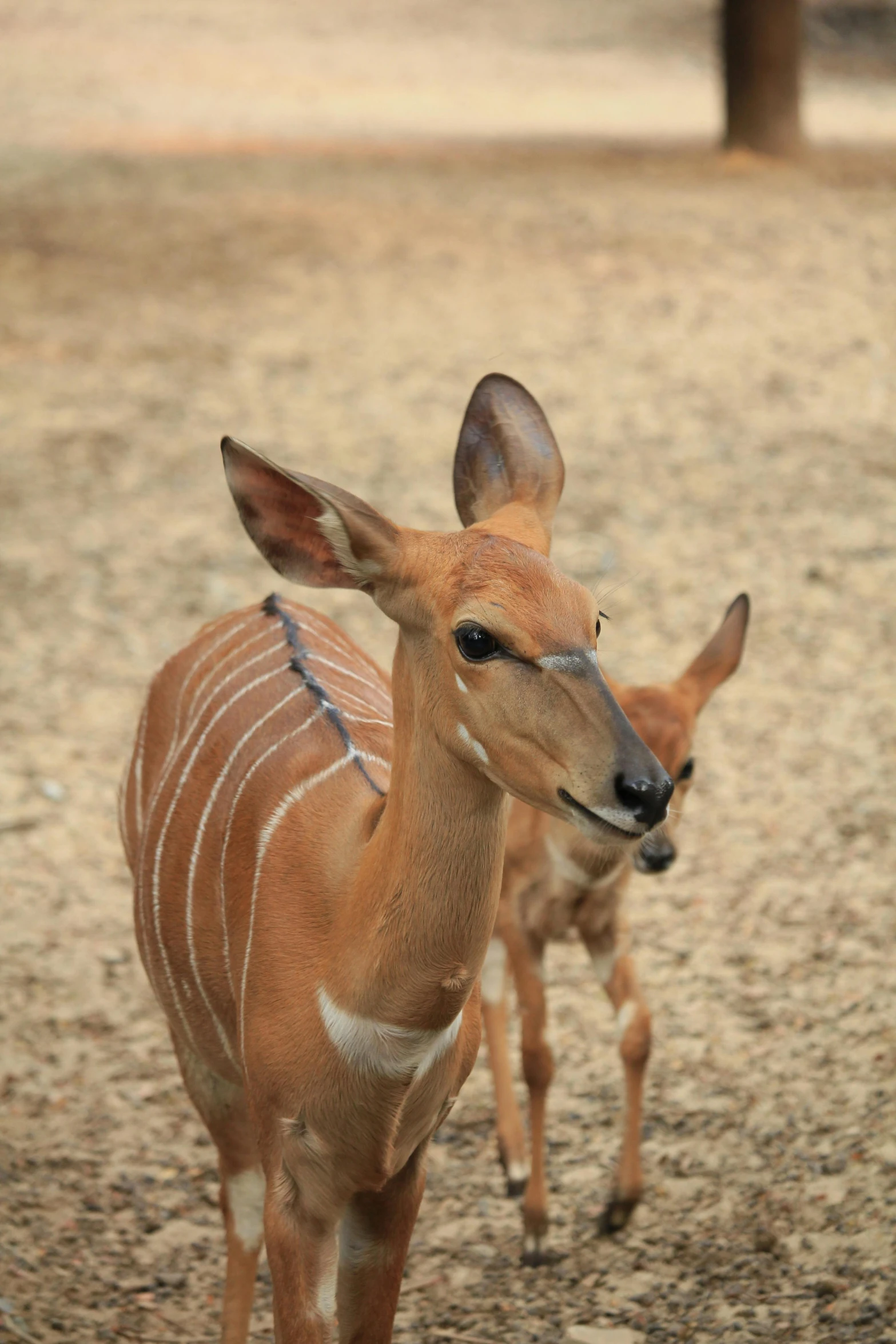 a couple of antelope standing next to each other, by Daniel Taylor, taken in zoo, no cropping, young female, multi - layer