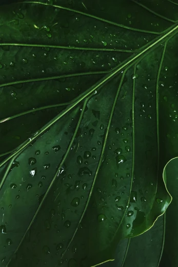a green leaf with water droplets on it, pexels contest winner, magnolia big leaves and stems, full frame image, greens)