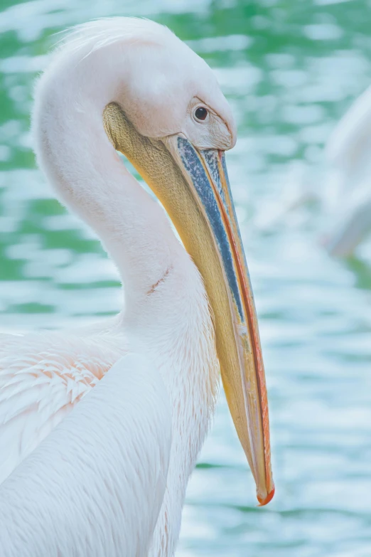 a large white bird standing next to a body of water, a macro photograph, pexels contest winner, pastels, 4k detail, big beak, multicolored