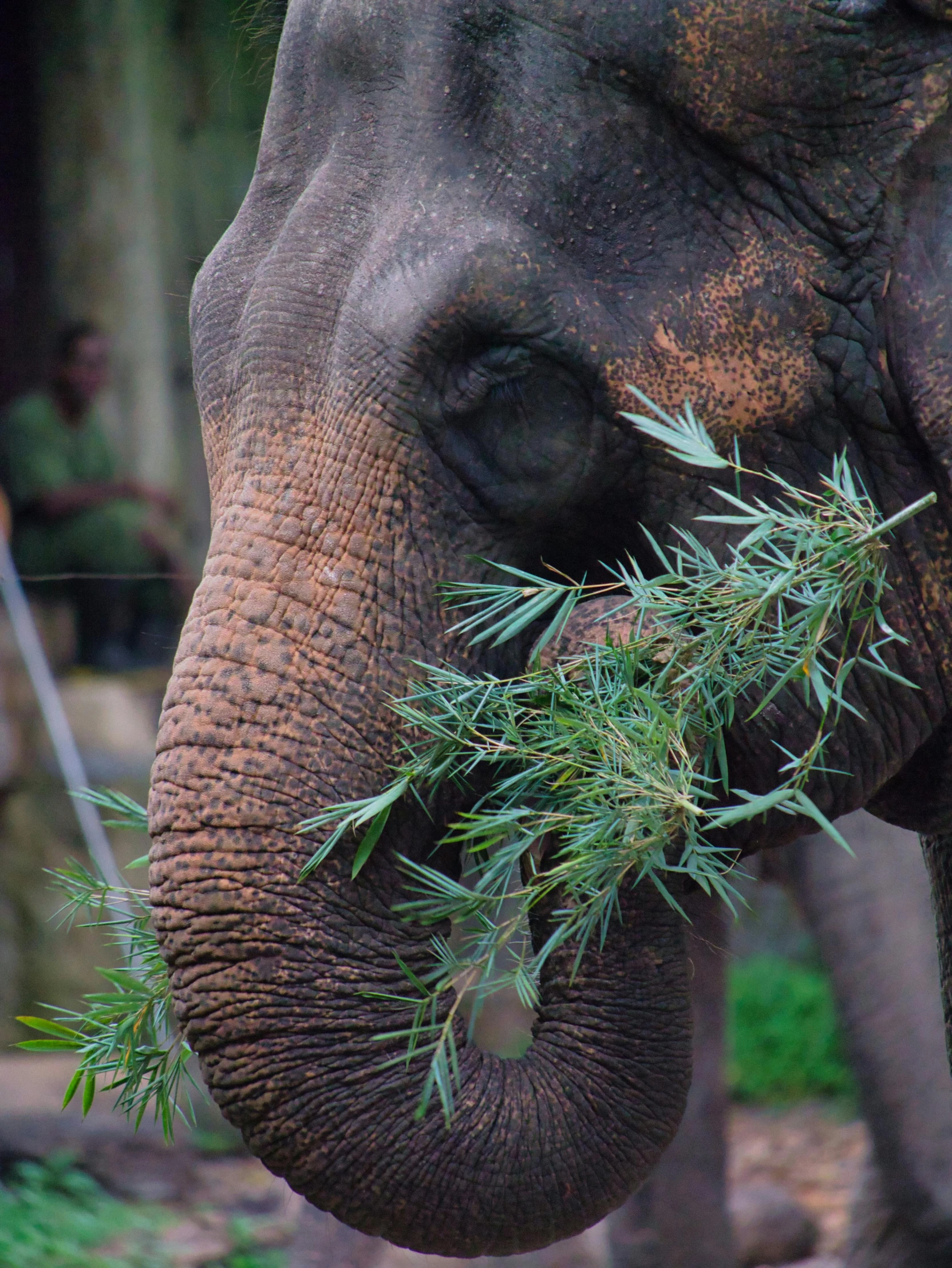 a close up of an elephant eating grass, by Matthew Smith, trending on unsplash, sumatraism, multiple stories, made of bamboo, ganja, half image