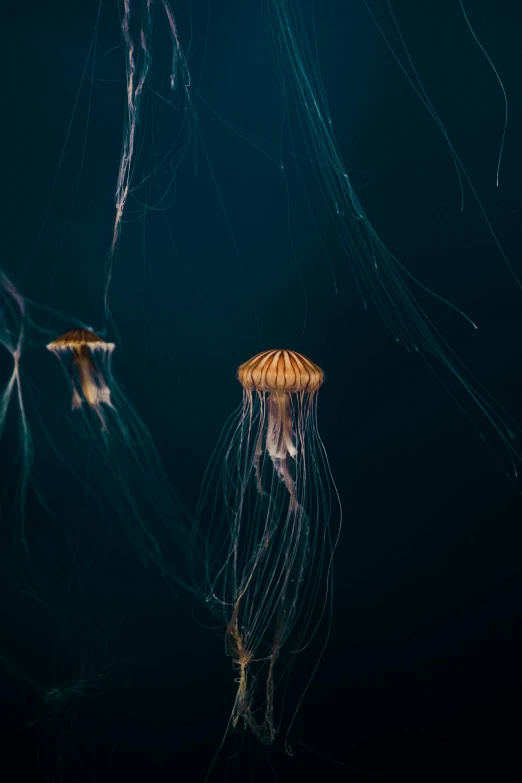 a group of jellyfish swimming in the ocean, a picture, by Mandy Jurgens, unsplash contest winner, renaissance, glowing - thin - wires, a pair of ribbed, unsplash 4k, 5 0 0 px