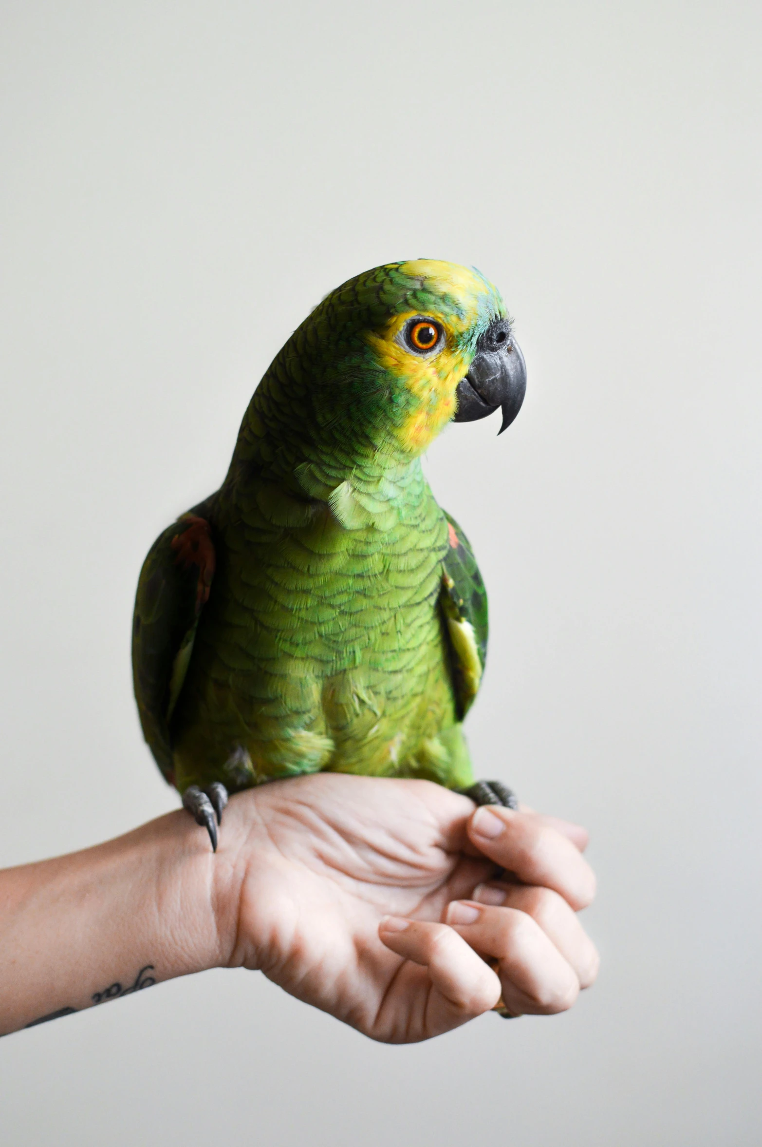 a green parrot perched on a person's hand, holding paws, green and gold, on a gray background, on display