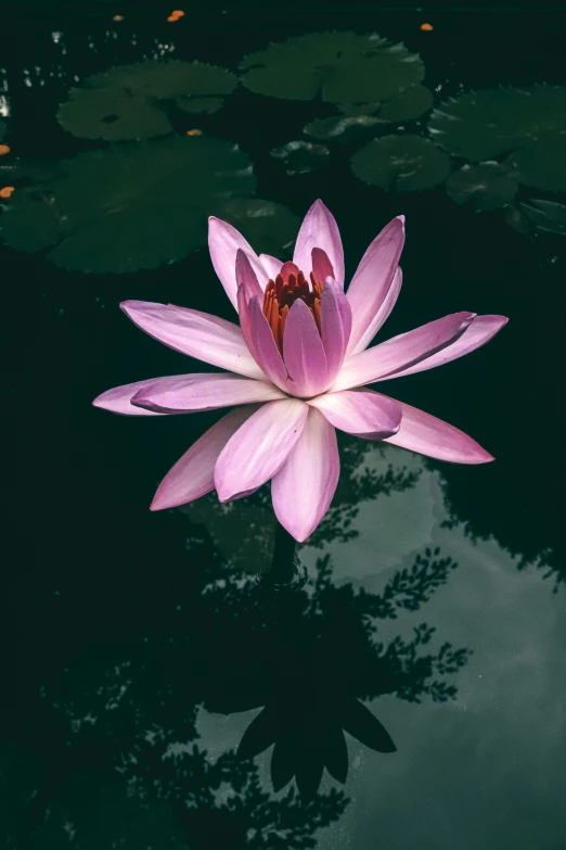 a pink flower floating on top of a body of water