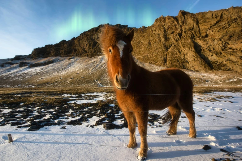 a brown horse standing on top of a snow covered field, infused with aurora borealis, fluffy mane, fjords, national geograph