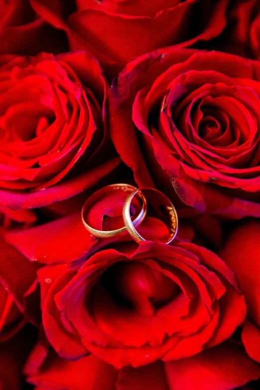 two wedding rings sitting on top of a bouquet of red roses, by Valentine Hugo, natgeo, gold encrustations, purity, award - winning