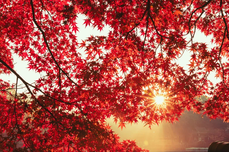 the sun shines through the red leaves of a tree, unsplash, hurufiyya, rinko kawauchi, instagram picture, beautiful sunrise lighting, japanese maples