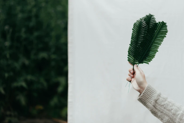 a person holding a green leaf in their hand, by Emma Andijewska, visual art, tree ferns, leaves and simple cloth, in front of white back drop, al fresco