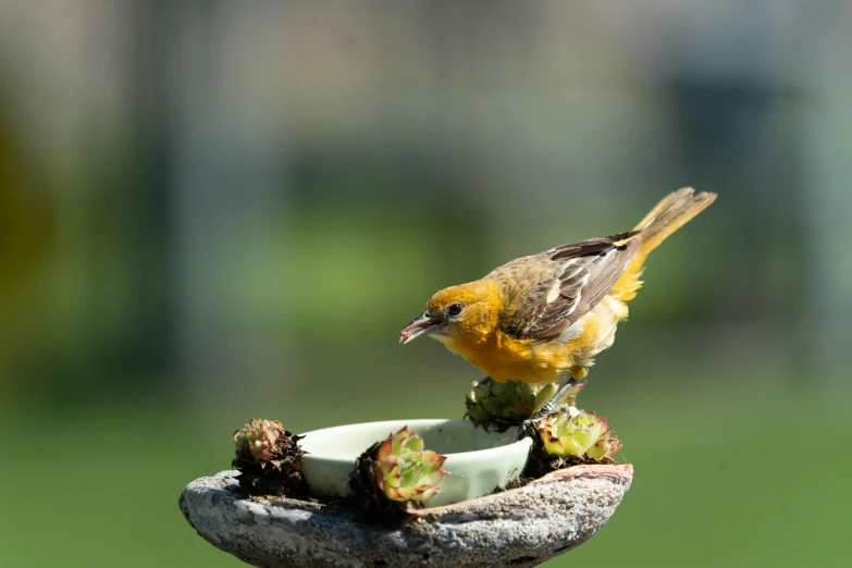 a small bird sitting on top of a bird bath, offering a plate of food, ap news, slide show, cone