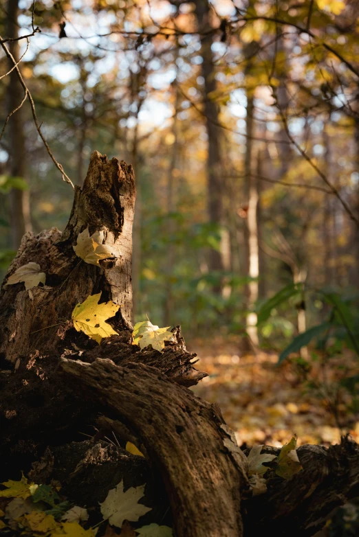 a fallen tree in the middle of a forest, by Kristin Nelson, visual art, leaves in foreground, shot on sony a 7, warm light, autum