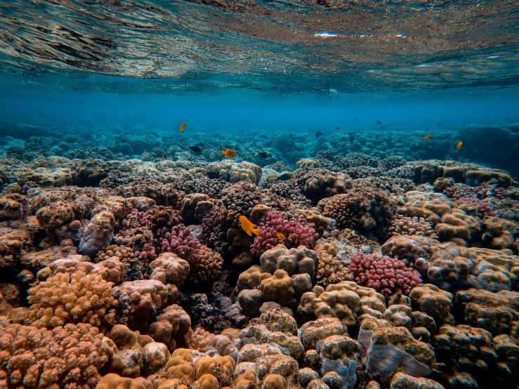 a group of fish swimming over a coral reef, by Daniel Seghers, unsplash contest winner, modernism, delicate coral sea bottom, 🦩🪐🐞👩🏻🦳, egypt, crystal clear sea