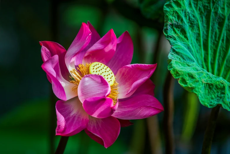 a close up of a pink flower with green leaves, by Reuben Tam, unsplash, hurufiyya, lotus pond, lpoty, chinese heritage, paul barson