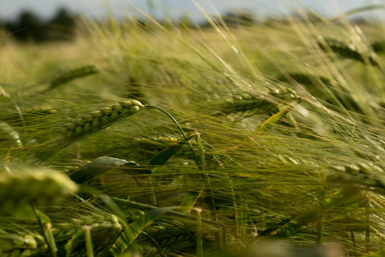 a field of green wheat blowing in the wind, unsplash, precisionism, portrait image