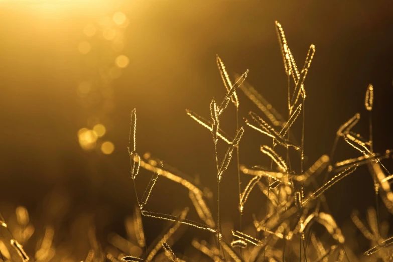 a close up of some grass with the sun in the background, unsplash, romanticism, glistening gold, paul barson, gold, gold wires