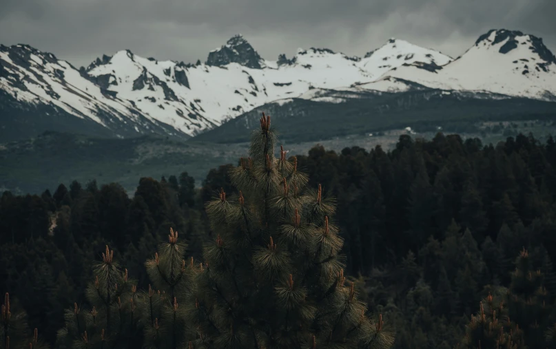 a bird sitting on top of a pine tree, an album cover, unsplash contest winner, snow capped mountains, dark overcast weather, no people 4k, andes mountain forest