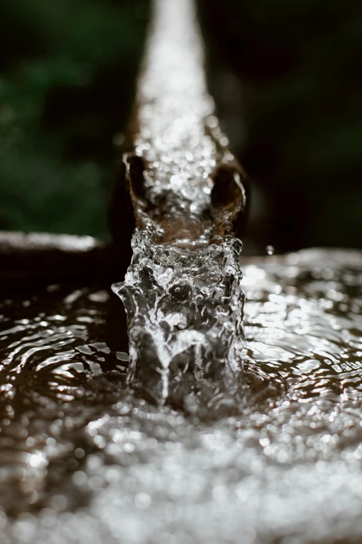a close up of a pipe with water coming out of it, animals, glistening, hydration, flowing