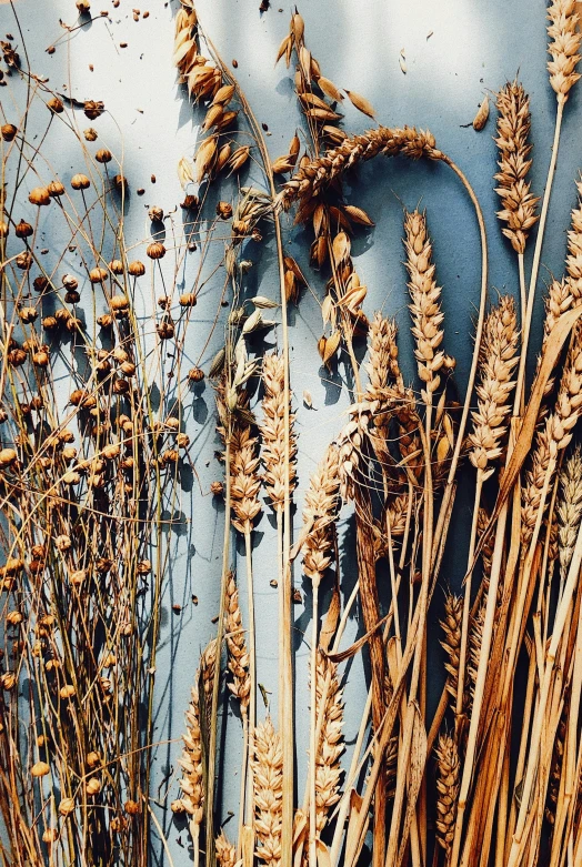 a bunch of dried plants against a blue wall, by Carey Morris, trending on pexels, walking in the wheat field, shades of gold display naturally, high light on the left, farming