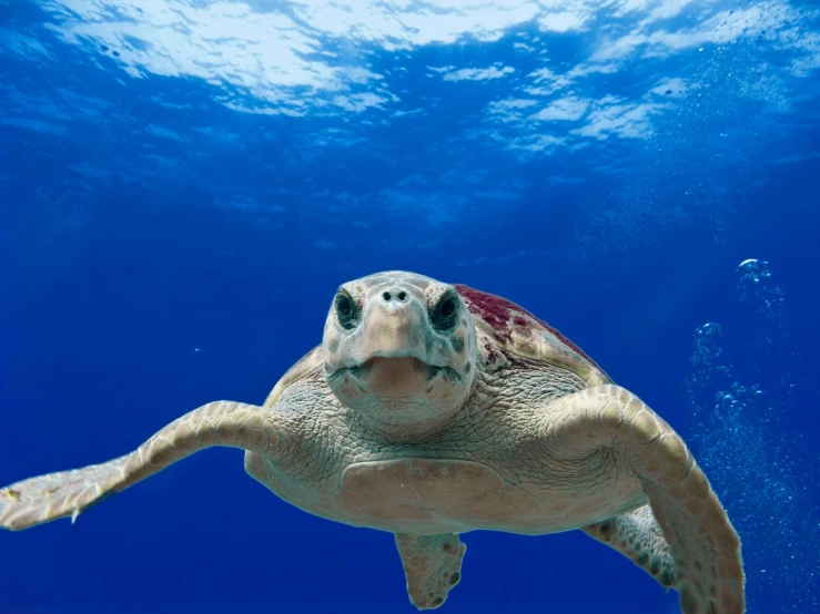 a close up of a turtle swimming in the ocean, pexels contest winner, renaissance, with a blue background, looking up at camera, panels, screensaver