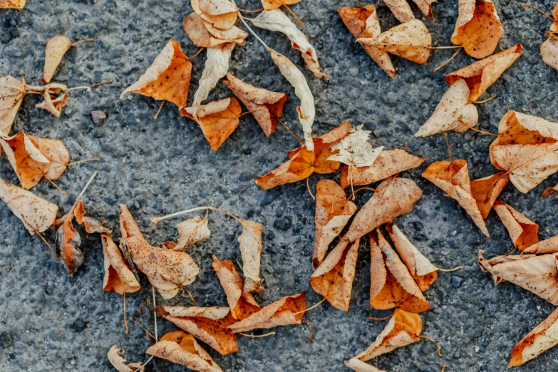 a bunch of leaves that are laying on the ground, inspired by Andy Goldsworthy, unsplash, land art, grey orange, tooth wu : : quixel megascans, triangle shards, captured on canon eos r 6