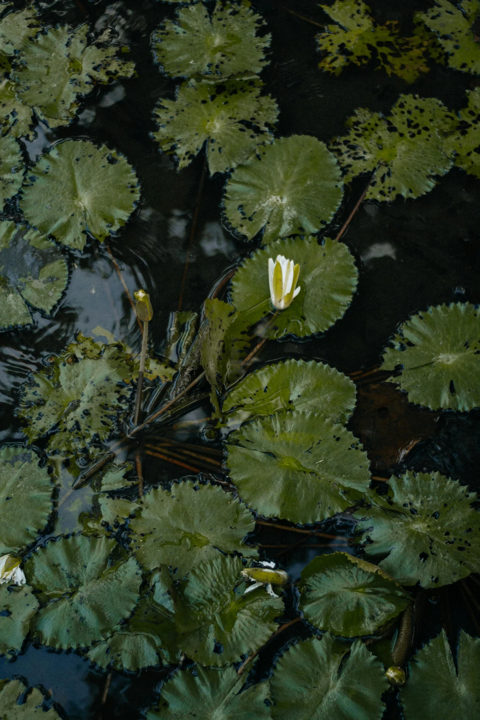 a group of water lillies floating on top of a pond, inspired by Elsa Bleda, unsplash, hurufiyya, a high angle shot, dark green leaves, sri lanka, flora-lush-crater