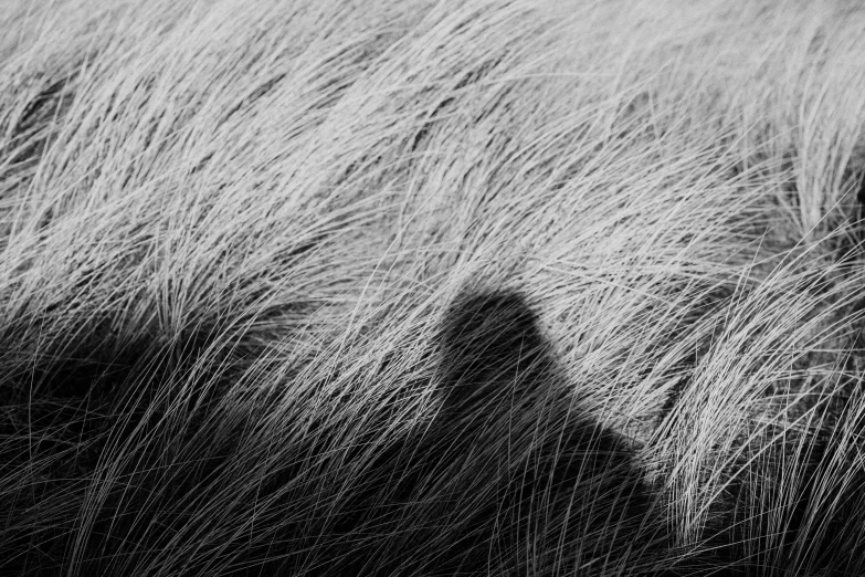 a shadow of a person standing in a field of tall grass, a black and white photo, by Jan Rustem, fur texture, a silver haired mad, lying on an abstract, detail texture