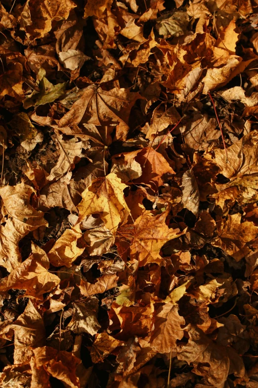 a fire hydrant sitting on top of a pile of leaves, an album cover, pexels, brown and gold color palette, full frame image, made of leaves, thumbnail