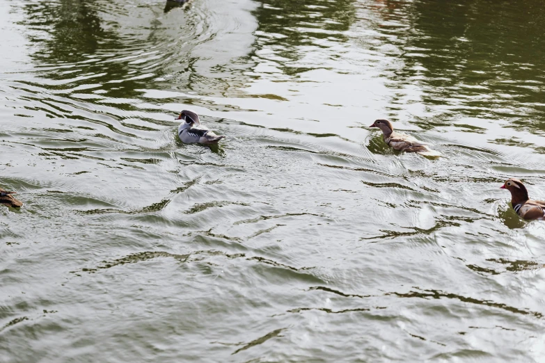 a group of ducks swimming in a body of water, 2022 photograph, river thames, jen atkin, adult pair of twins