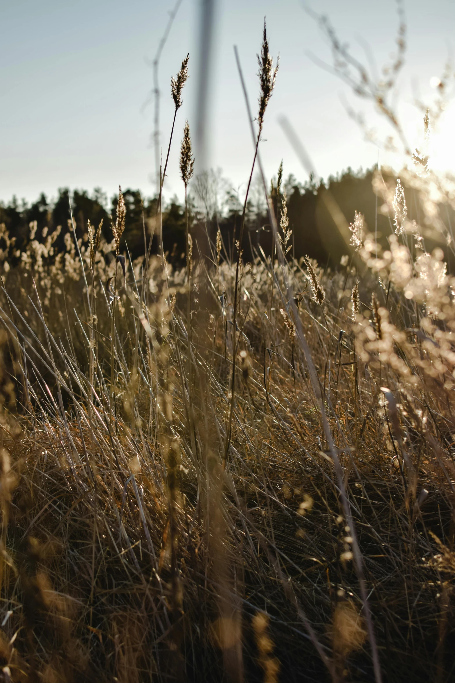 a fire hydrant sitting in the middle of a field, by Jesper Knudsen, unsplash, land art, late afternoon sun, panorama, reeds, espoo