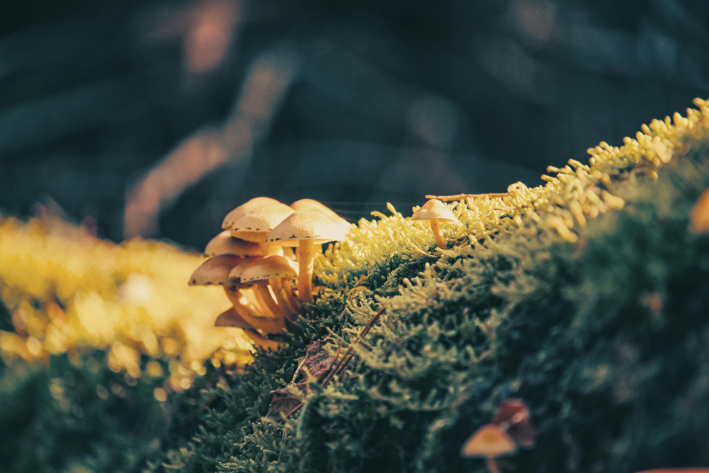 a group of mushrooms sitting on top of a moss covered tree, a macro photograph, inspired by Elsa Bleda, unsplash, yellowed, cinematic shot ar 9:16 -n 6 -g, golden glow, instagram photo